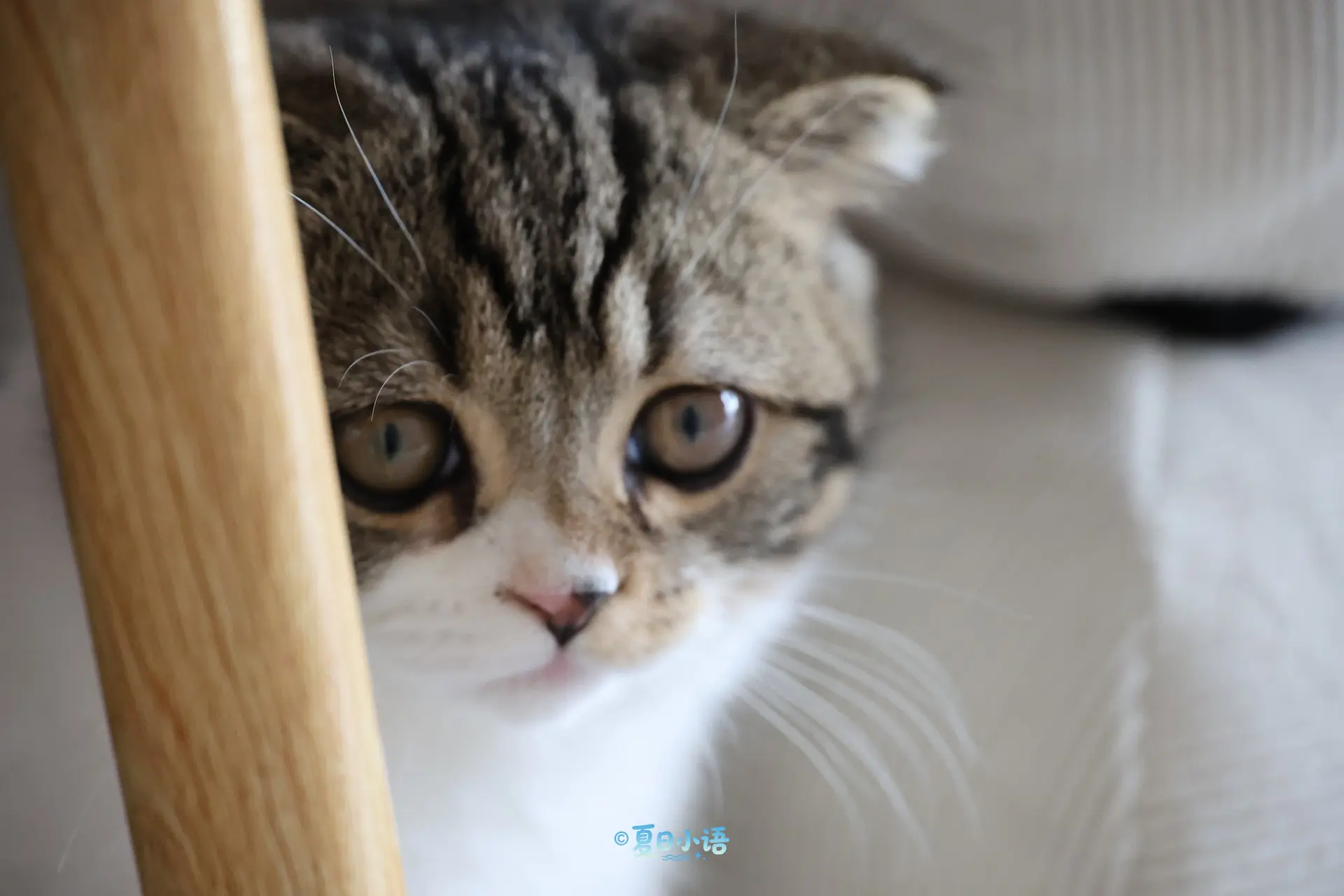 🐱杭州猫咪大合集