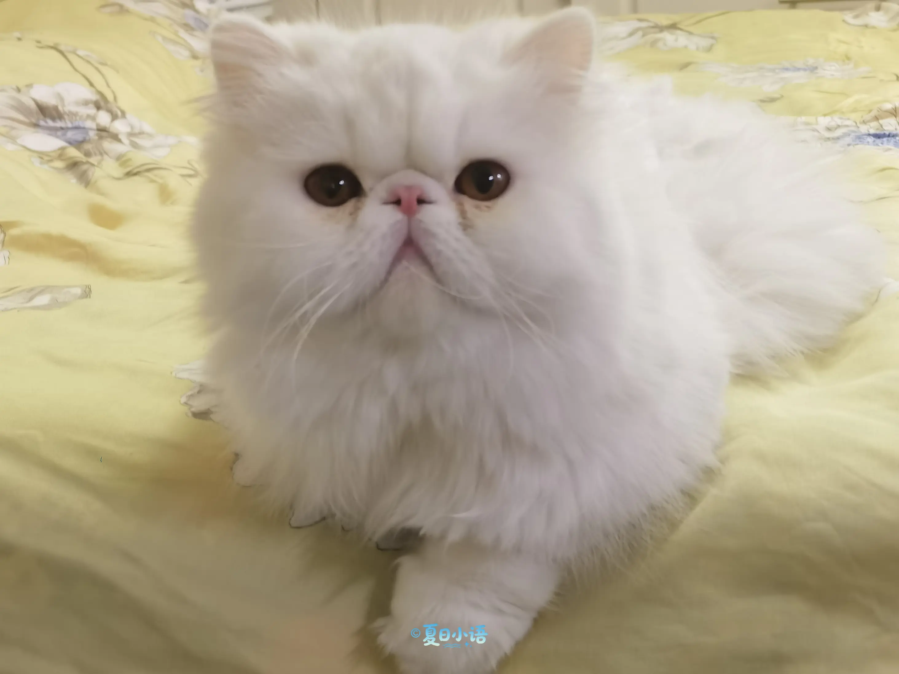 🍦巧乐兹