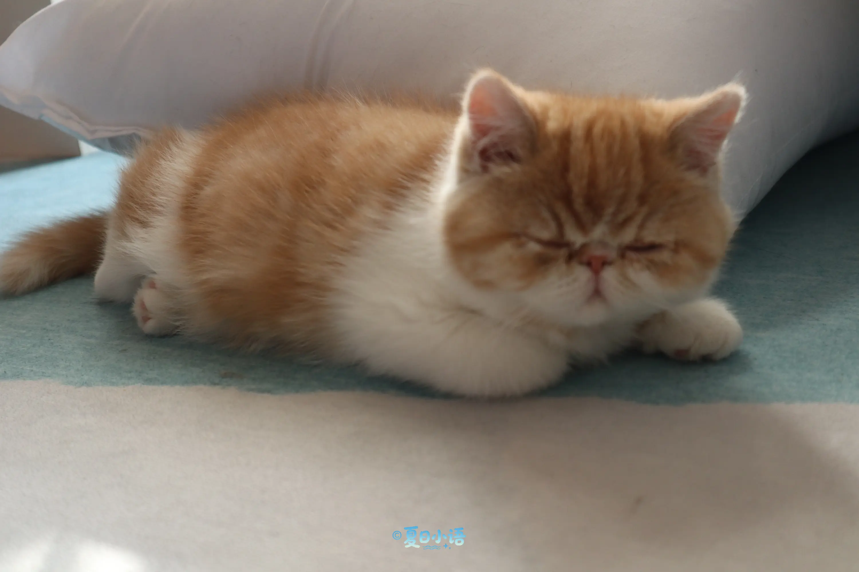 🐱北京四兄妹